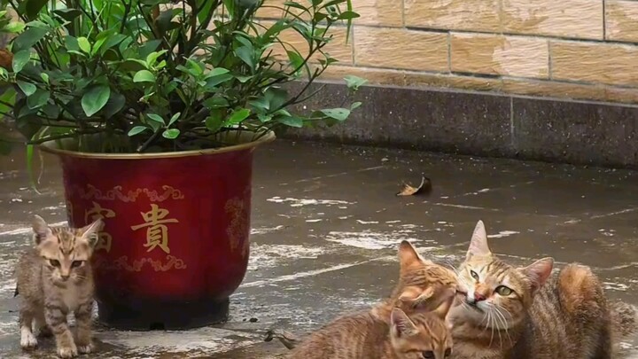 Cat mother's genes are really strong