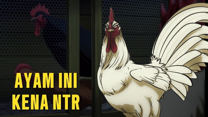 AYAM INI KENA NTR!!!