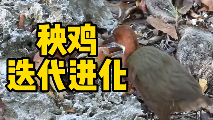 Is this the infinite‑stream genre of evolution????