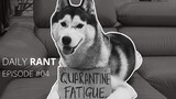 'Quarantine Fatigue' - A Dog's Thoughts