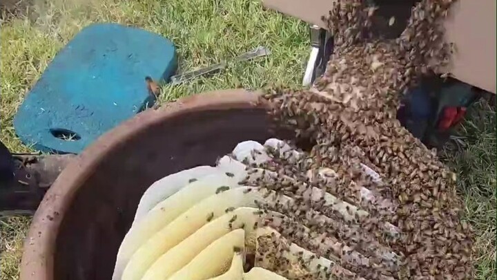 The professional team received the order to help the customer deal with the bees in the flower pots.