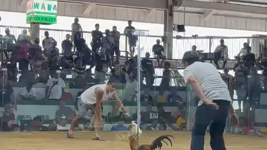 Butcher Champion Champion