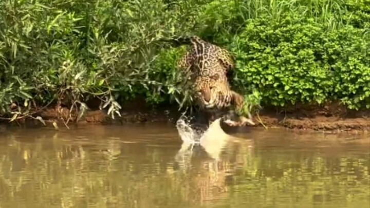 Không phải bạn ngon, mà là bạn dễ bắt.