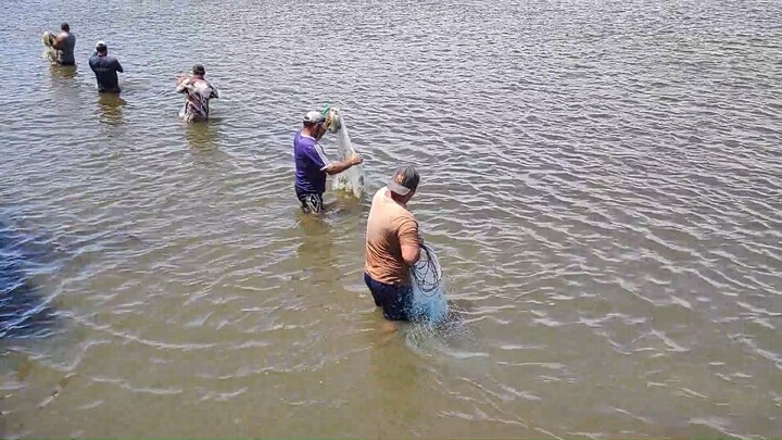 Mullet fishing with cast nets in Imbé, RS, Brazil. #netfishing #mulletsfishing
