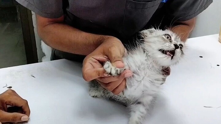 Please Don’t Cut! I Promise I Won’t Scratch! 😹🐾