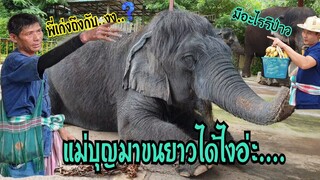 คุณยายแม่บุญมาขนยาวได้ยังไง...?