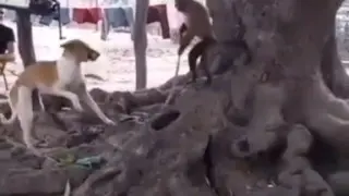 Nội chiến giữa khỉ và chó😂