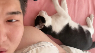 Even when sleeping, the calico cat is extraordinary.