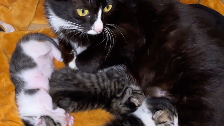 في بداية القصة، وجدتُ أمّهم وأخذتها.