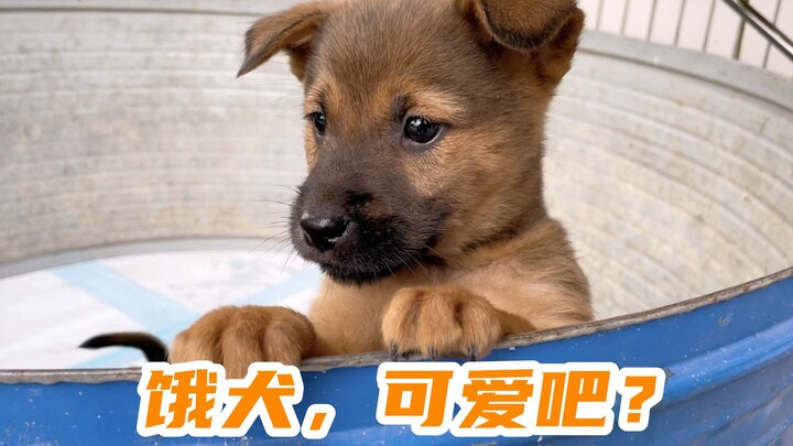 หมาบ้านทั้งหลายเป็นหมาหิวโหยหมดเลยเหรอ? หมาหิวโหยพุ่งตะครุบข้าวสวย!