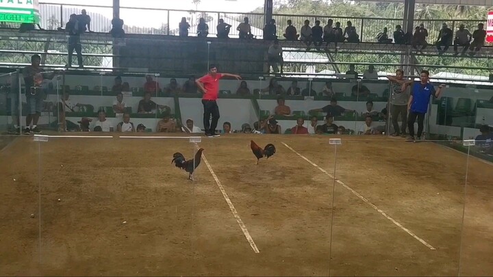 4 Cock Derby 3rd Fight Win 12/28/2022
