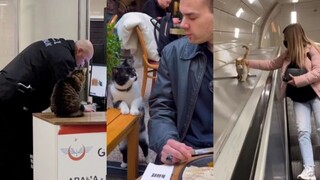 قطط الشوارع، لكن في إسطنبول