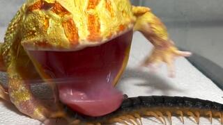 Bullfrog VS Centipede | My Mouth is Burning