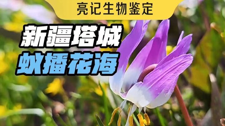 Tacheng, Xinjiang: Lautan Bunga yang Ditanam oleh Semut