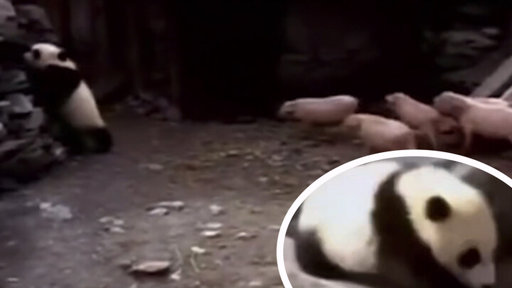 [Panda] Panda tidak memberontak ketika masuk ke kandang babi