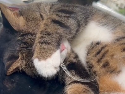 So sleepy I’m rubbing my eyes!