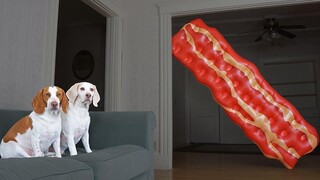 Dogs vs Talking Bacon Prank สุนัขตลก Maymo และ Pot Pie กับ Giant Bacon