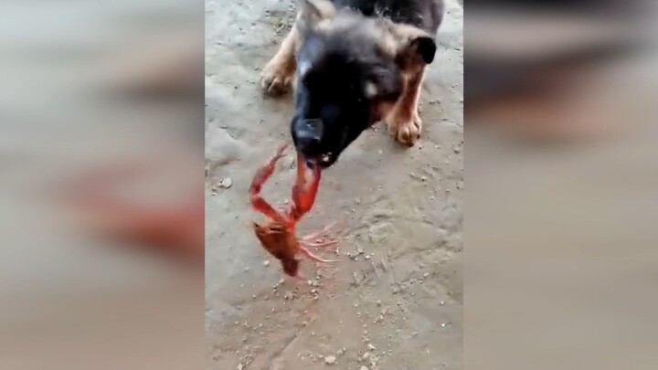Ada tang bisa membuat anjing bergetar~