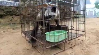 LUWAK DAN TAI NYA YANG DIJADIKAN KOPI BANYUWANGI | THE ORIGIN OF CIVET COFFEE
