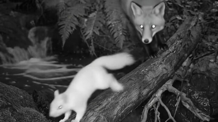 The rescue of a Squirrel from the Jungle #rescue #animalrescue #forest #jungle