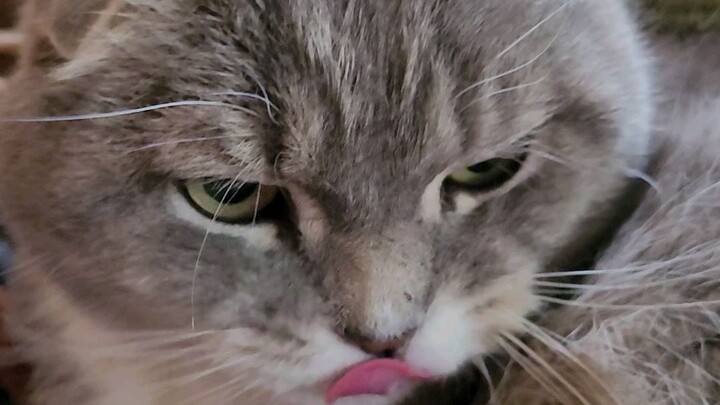 Шуня умывается