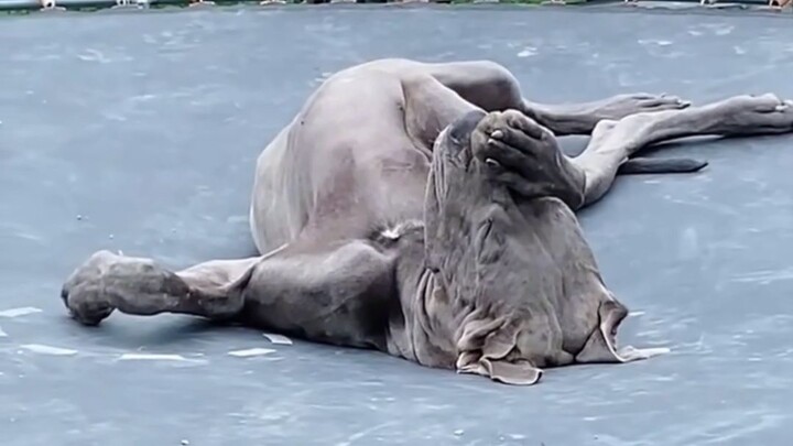 Anjing Great Dane – Raksasa yang Humoris