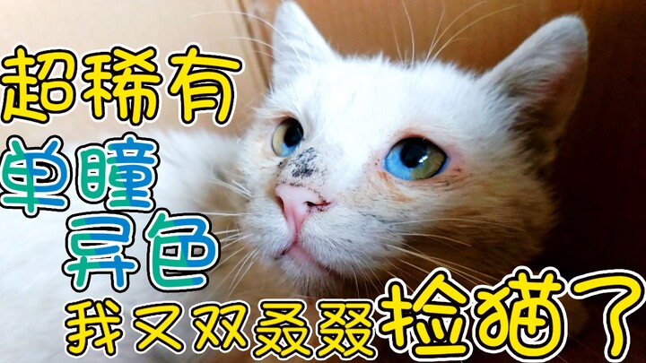 I found a super rare white cat with single pupil and different colors. It was the first time for a s