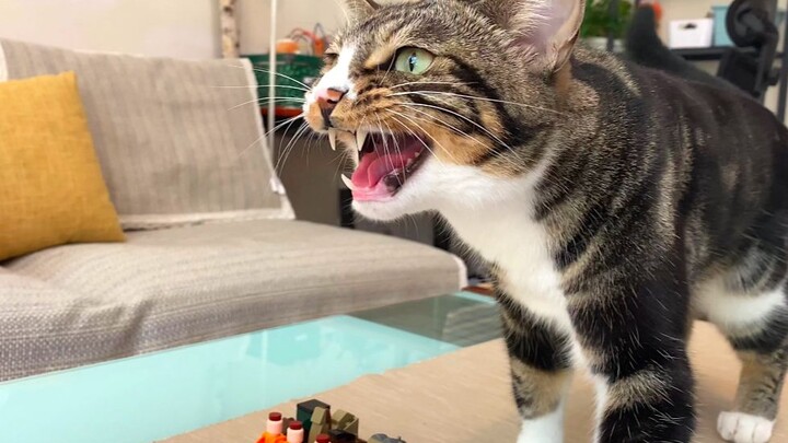 Not great at chess, but the ultimate cheat! [Pee-Pee Is a Cat]