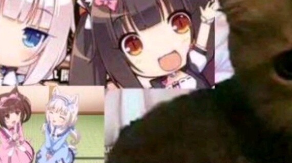 Shout out, cat, change me! ! !