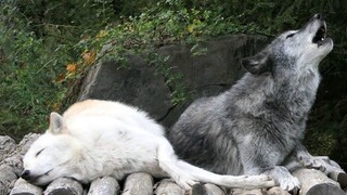 The White Wolf who is playing badly to the end VS the Gray Wolf who is perfunctory