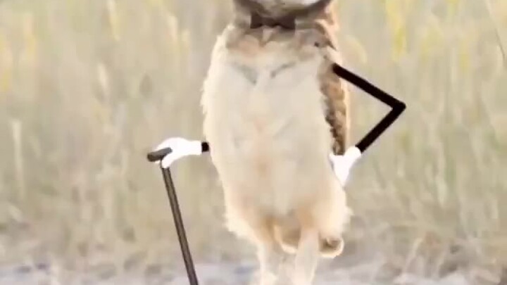 【Burung Hantu】Ayo dekatin dan manjain kucing!