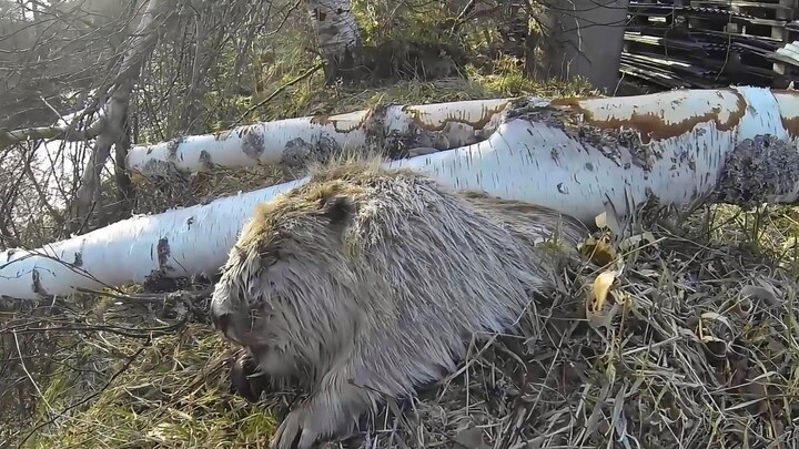 “Loves gnawing on trees, but often gets crushed to death by the very tree he’s chewing on” — The Bea