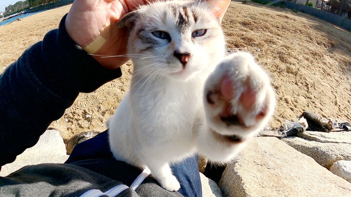 Saat aku duduk di pemecah gelombang, seekor kucing jalanan imut berbaring di pangkuanku dan benar-be