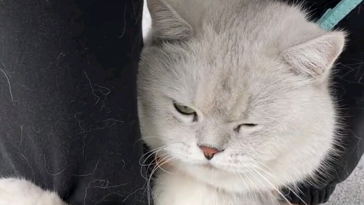 Kucing kecil yang dibesarkan tanpa induknya ternyata bisa jadi kucing buta huruf.