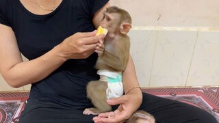 Baby Lion Look So Delicious Eating Apple Fruits