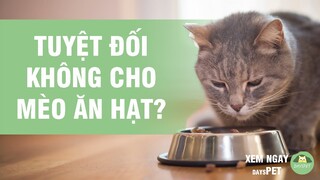 Mèo ăn hạt bị thận vs cho mèo ăn thức ăn nhà làm? |Dayspet