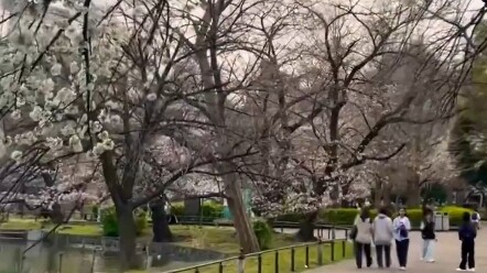 Hoa anh đào quê hương đã nở rồi