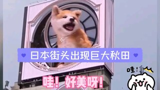 这也太可爱了，我能看一天！