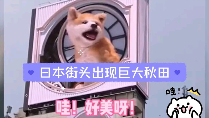 هذا لطيف جدًا، يمكنني أن أشاهده طوال اليوم!