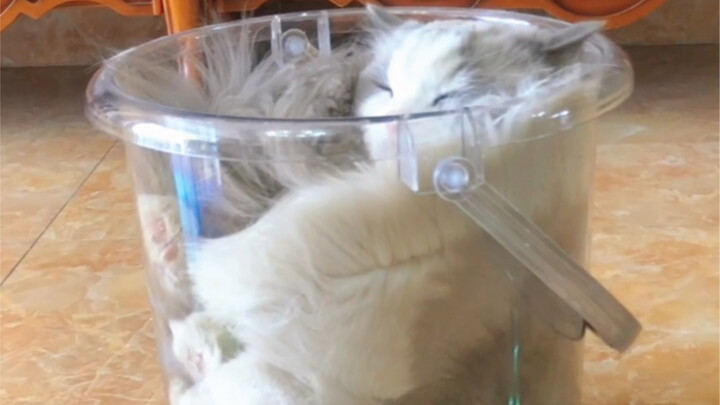 A jumbo-sized Meow Meow Yakult—let me taste if it's sweet or not