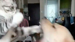 Two animal representatives of having and lacking boundaries