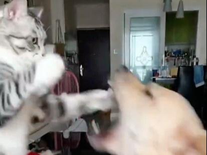 نموذجان من الحيوانات يمثلان الشعور بالحدود وعدم الشعور بها