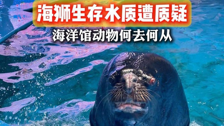 Sư tử biển: Một ngày không uống một lượng nước axit hóa, tôi thấy khó chịu khắp người!