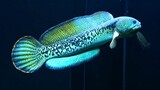 Ikan Channa - Cara memelihara ikan channa