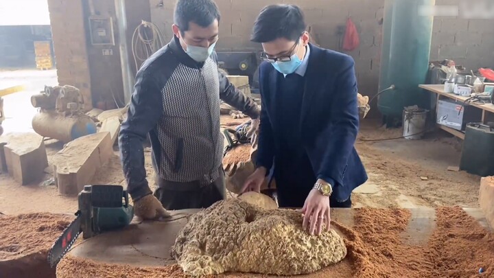 Rare century-old tree tumors are worthless immediately after being cut open. The reason is actually 