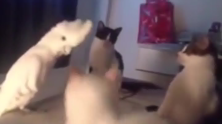 غدًا سأعلمكم الطيران