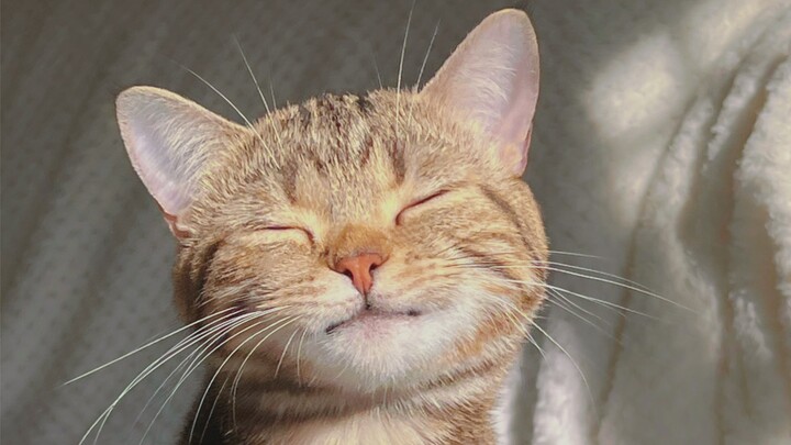 Ánh nắng rải trên khuôn mặt chú mèo, khiến người ta thốt lên: “Đẹp trai quá!”