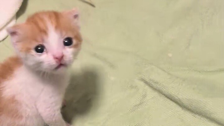 Xiao Mi: If you’re going to poke it, then don’t poke me, okay!!!