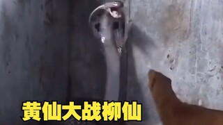 Dua makhluk abadi bertengkar