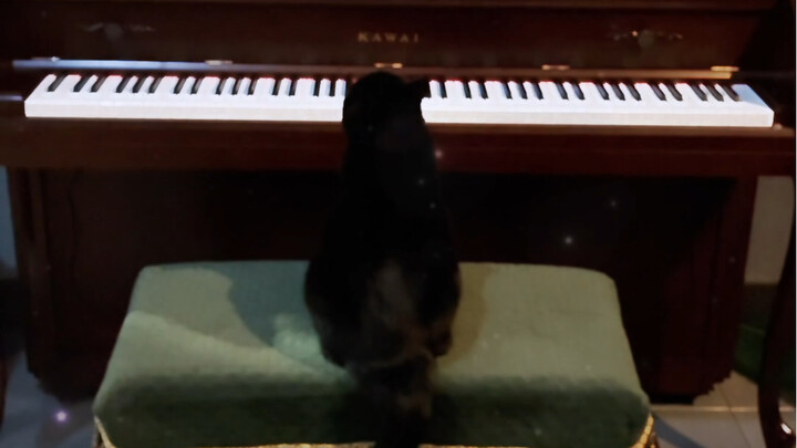 Dunia kucing udah terlalu kompetitif! Hidup sebagai kucing nggak mudah, sampai harus main piano buat